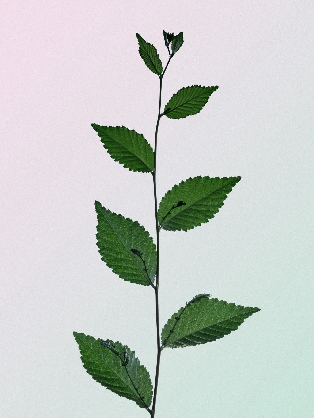 Cosmic Dealer - Botanical Bouche | Inspiration Her